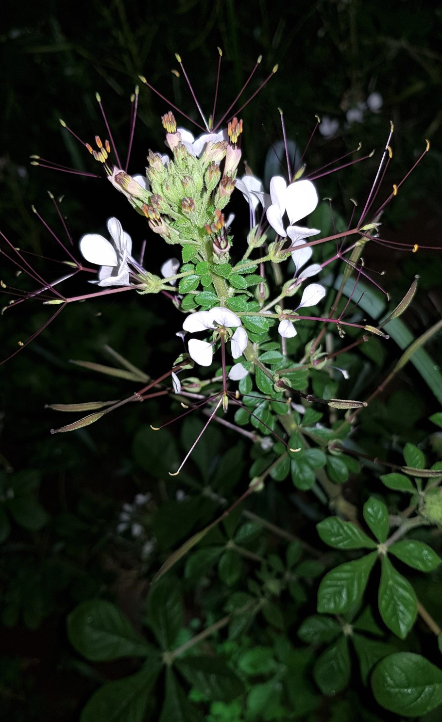 Gynandropsis gynandra