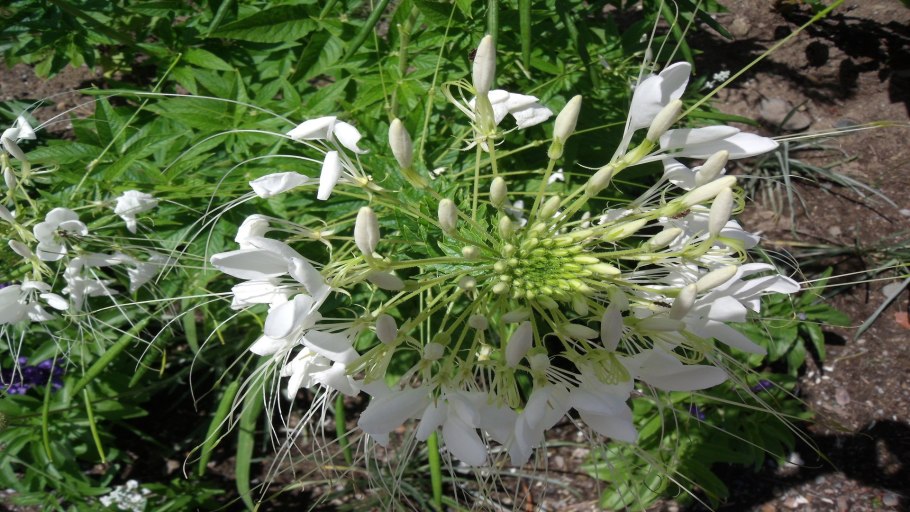 Клеома цветок многолетний