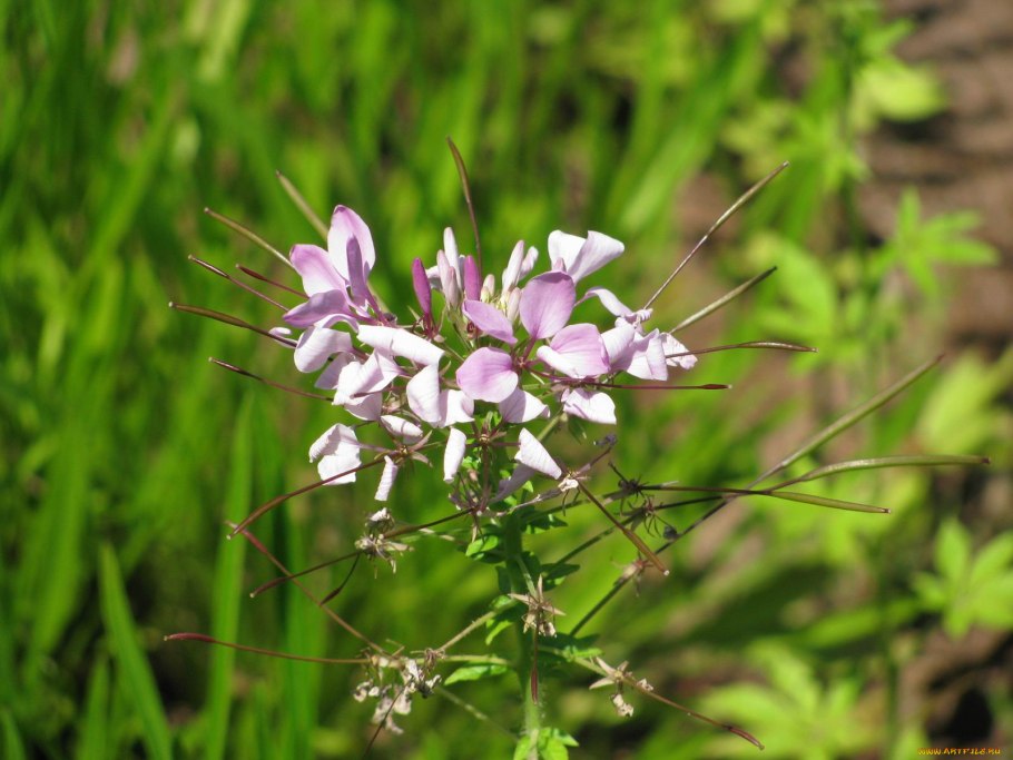 Клеома колючая