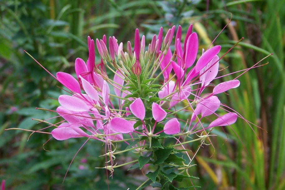 Клеома Камелия