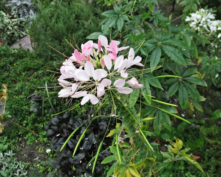 Cleome rutidosperma DC. Family cleomacales