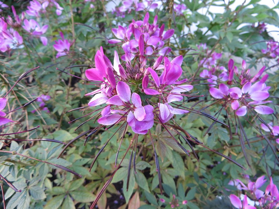 Cleome Spider Flower Rose Honey Plant