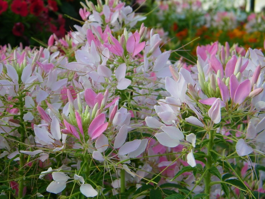 Клеома колючая вишневая королева