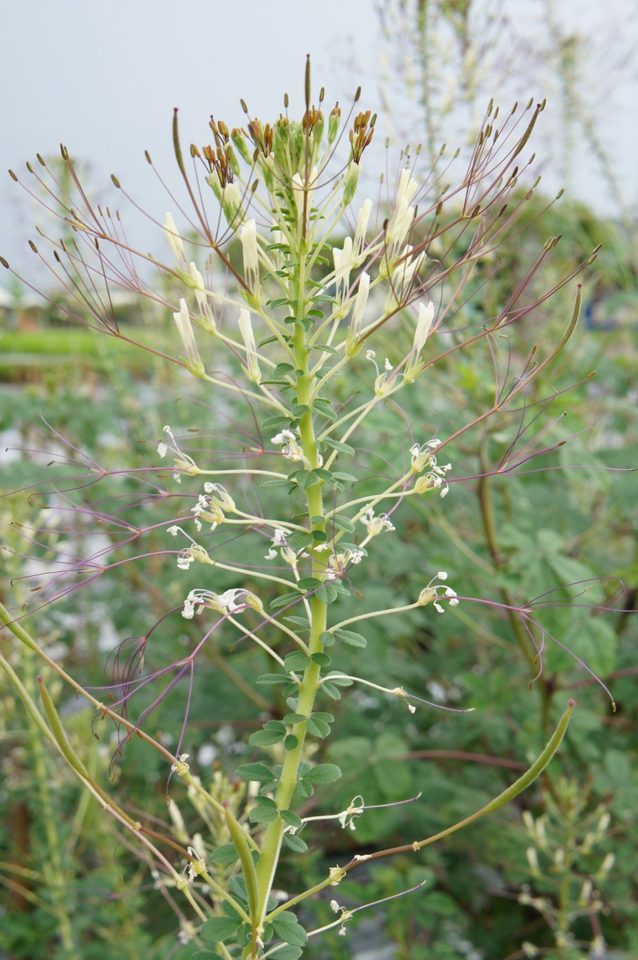 Cleome gynandra