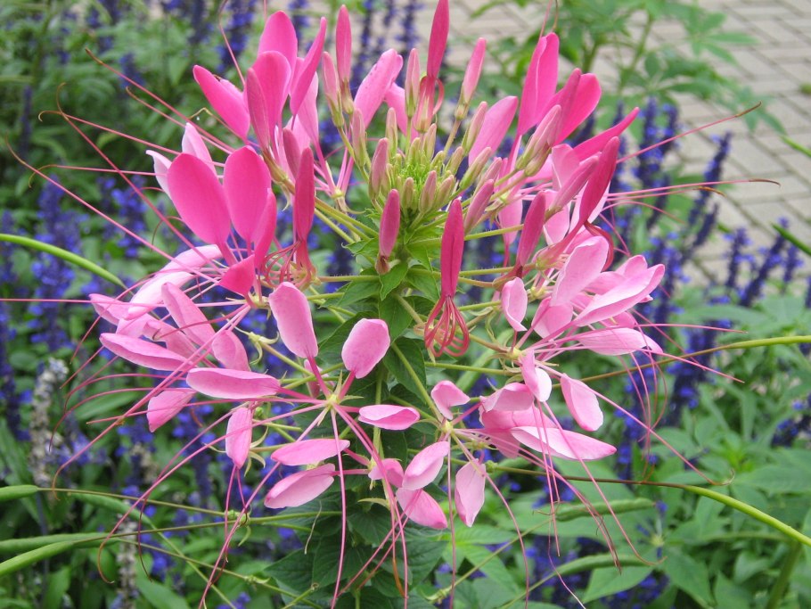 Клеома Камелия