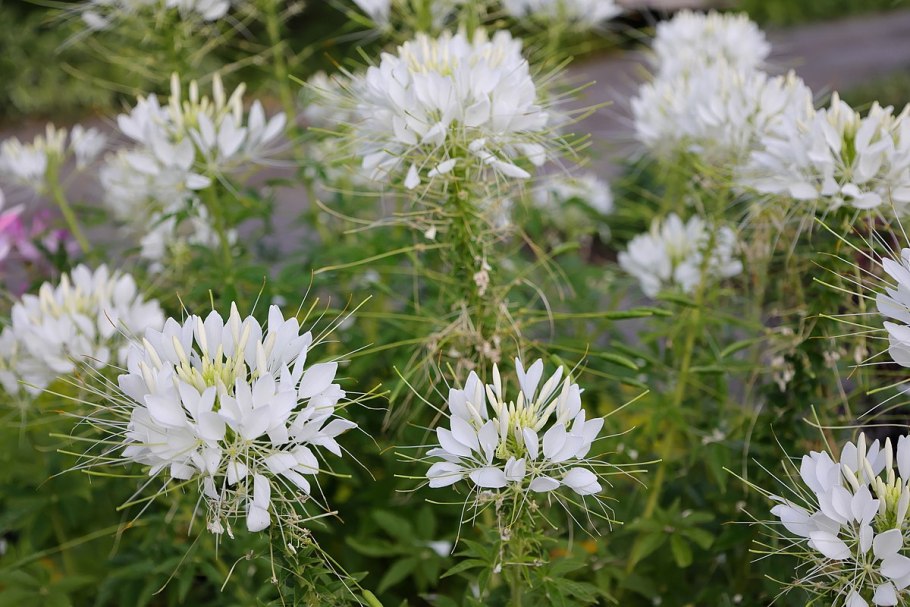 Клеома Пинк куин