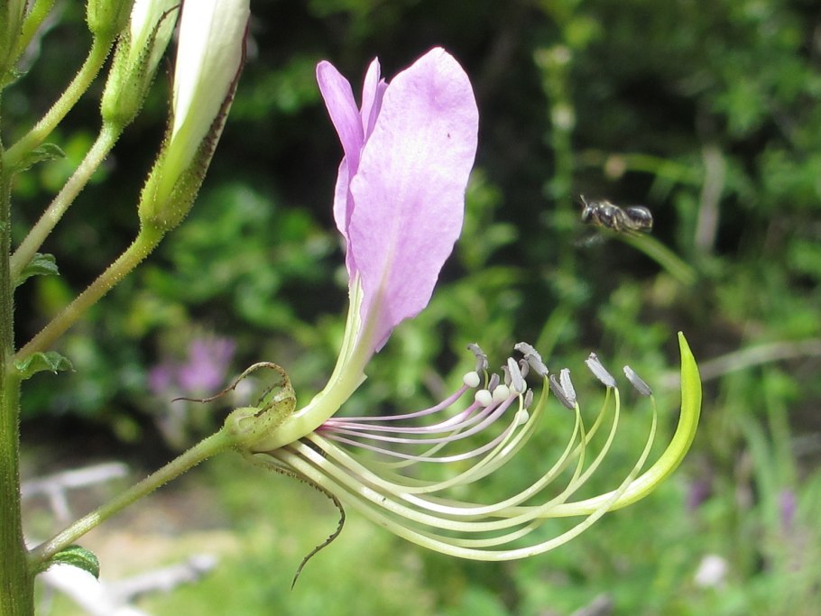 Клеома цветок