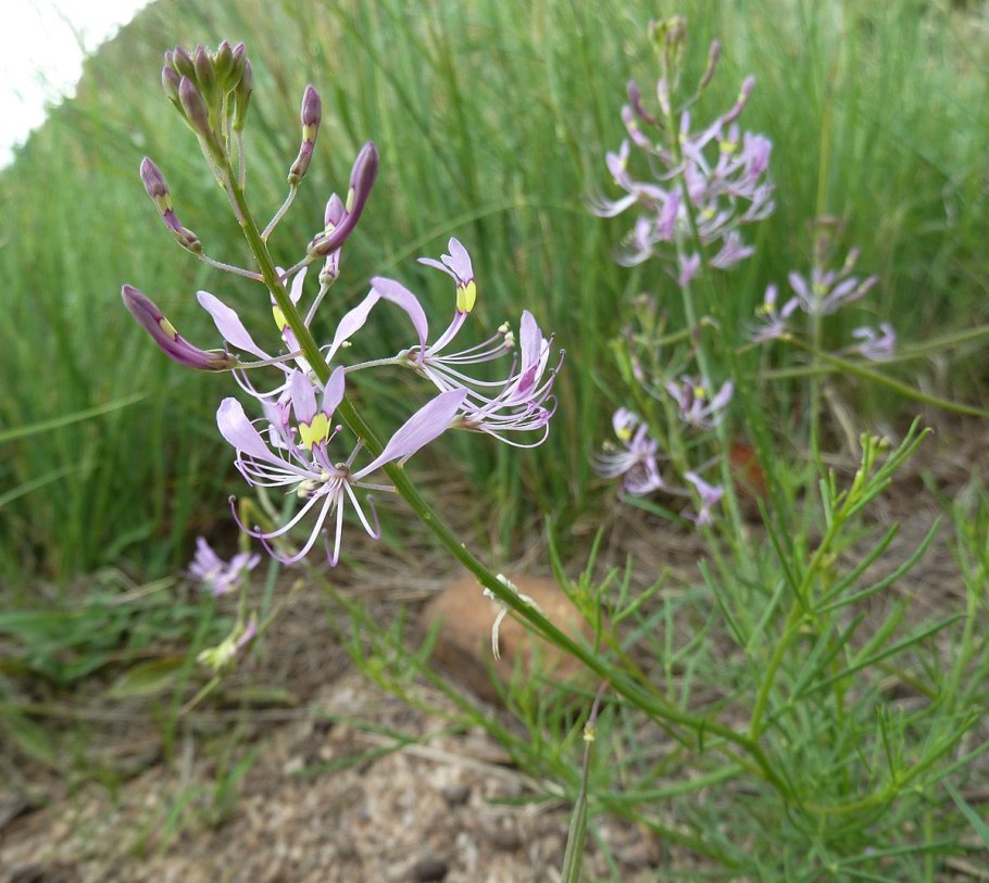Cleome maculata
