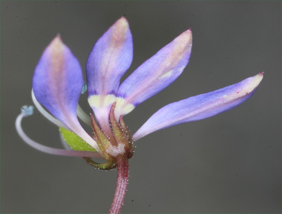 Клеома колючая Cleome spinosa