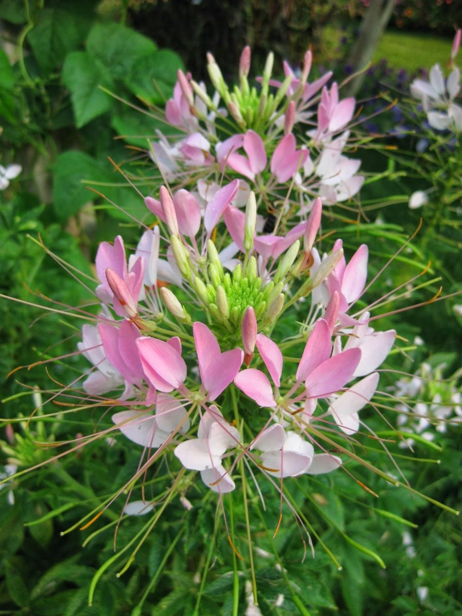 Cleome rutidosperma DC. Family cleomacales