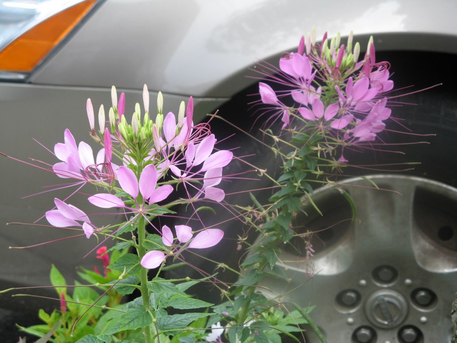 Клеома вильма