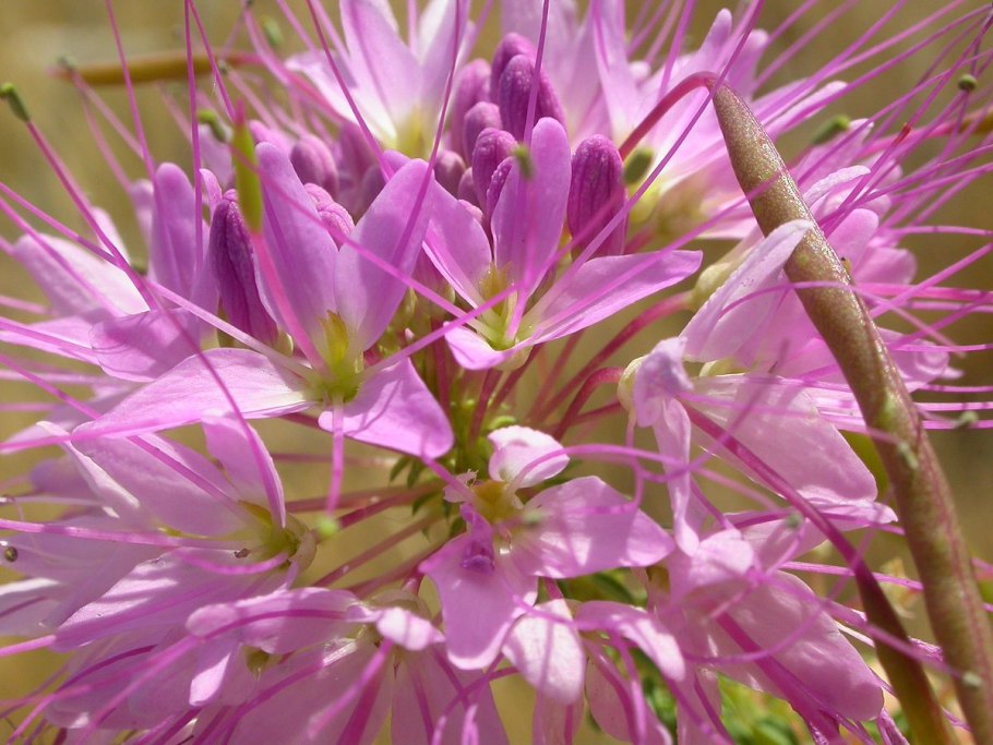 Клеома колючая