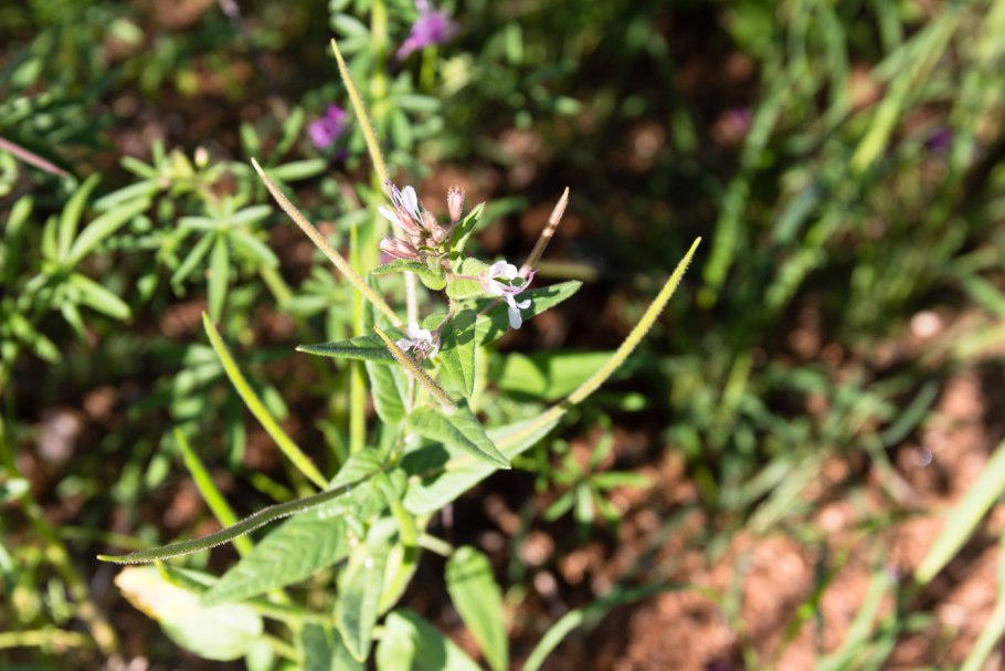 Thymus marschallianus