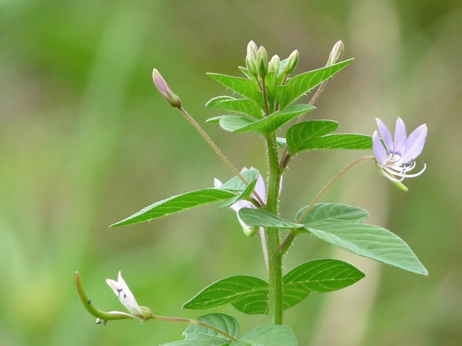 Cleome rutidosperma