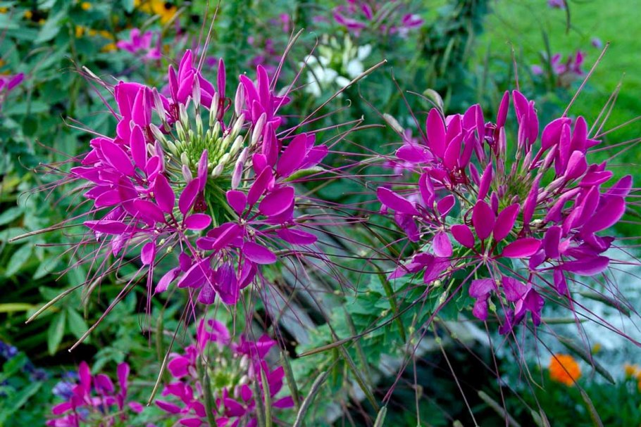 Клеома игольчатая