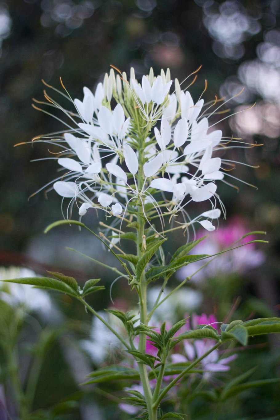 Клеома хелен