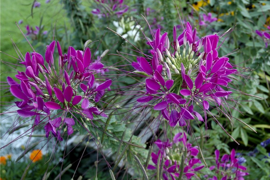 Клеома колючая (cleome spinosa)