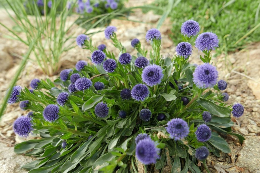 Глобулярия шаровница