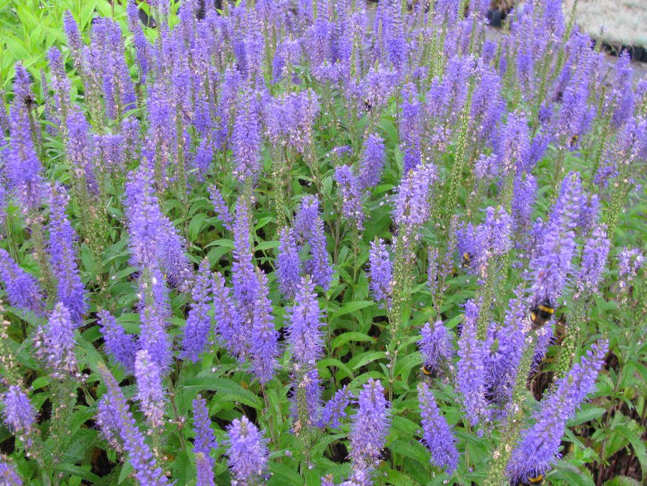 Вероника длиннолистная цветок