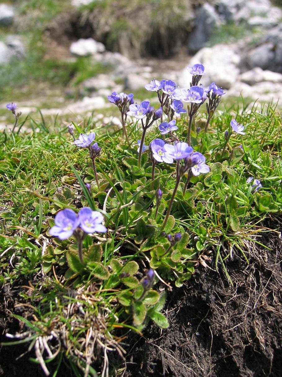 Nemophila aphylla