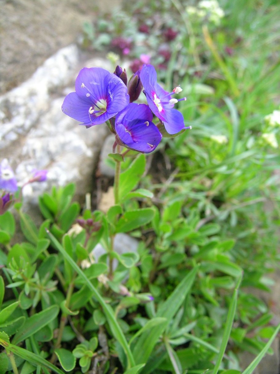 Вероника Альпийская