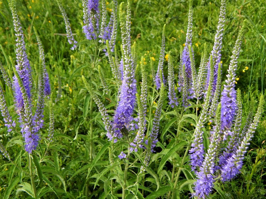 Вероника Дубравная