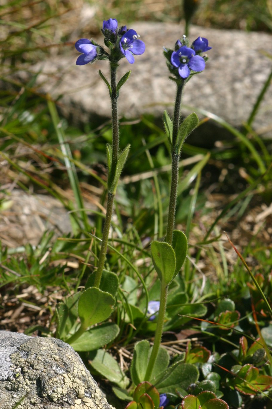 Вероника горечавковая ,Австрийская