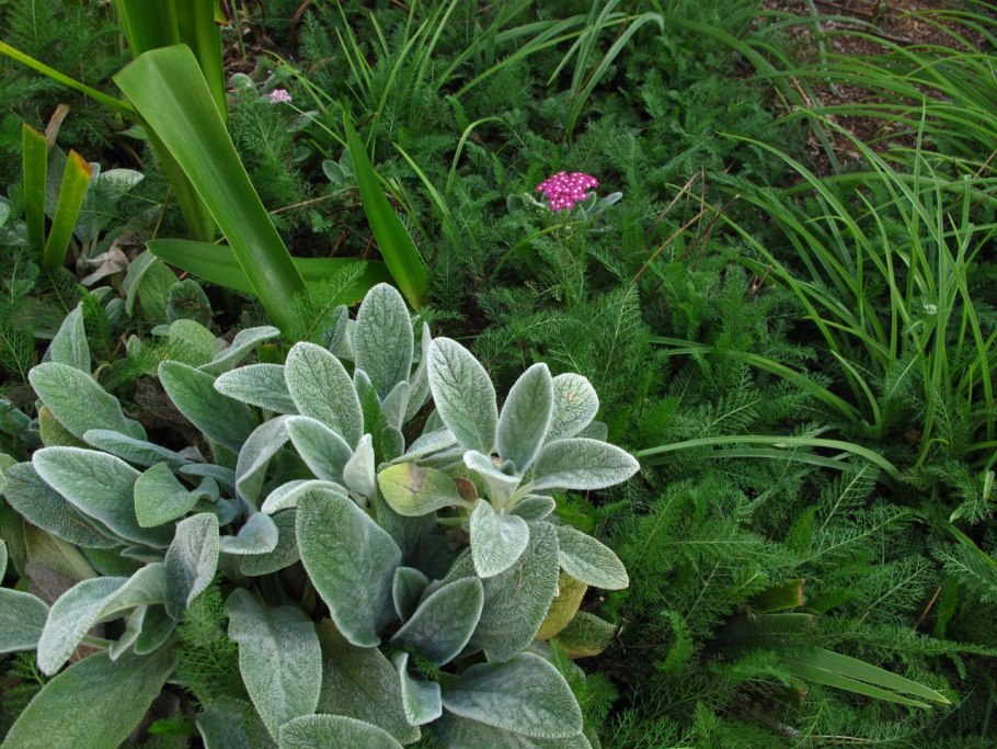 Заячье ухо растение