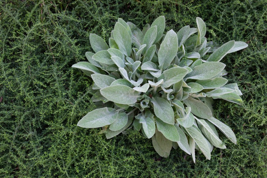 Чистец медвежьи ушки