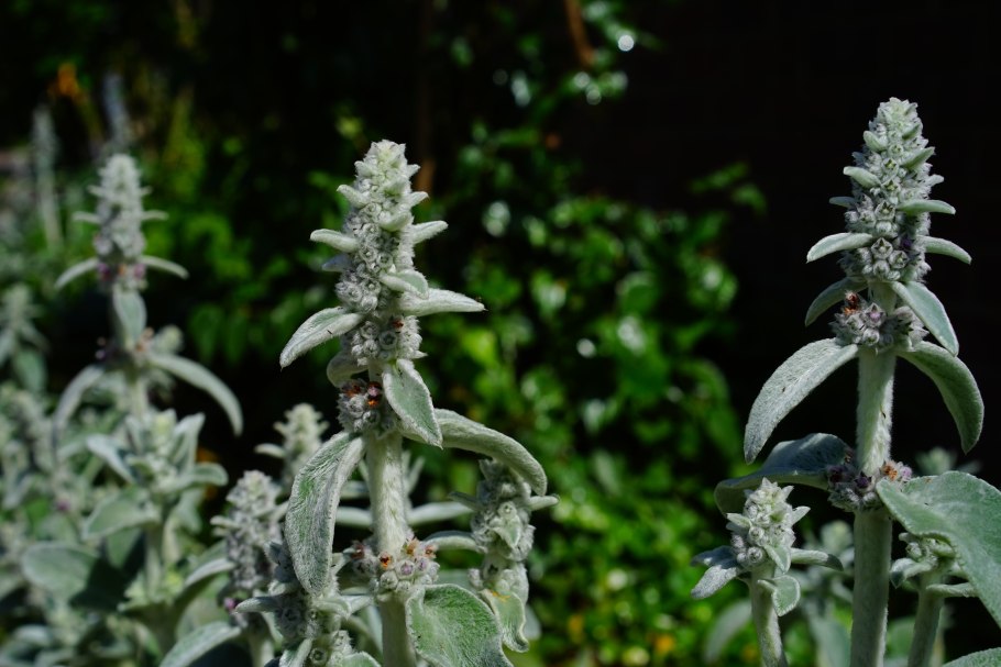 Stachys lanata