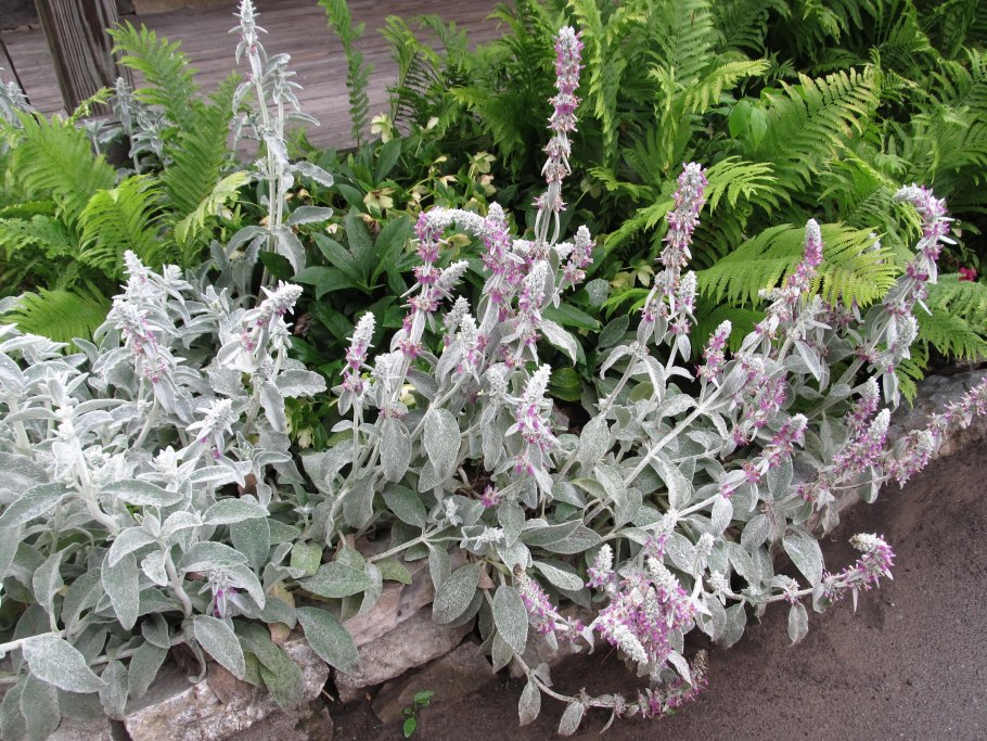Стахис Stachys byzantina