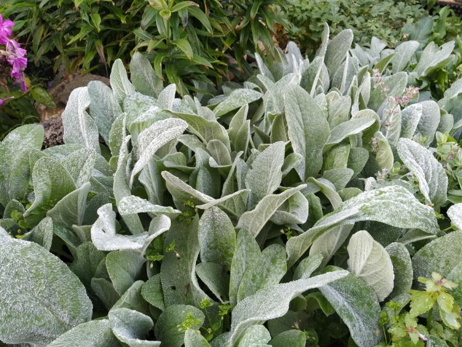 Стахис чистец шерстистый сильвер карпет