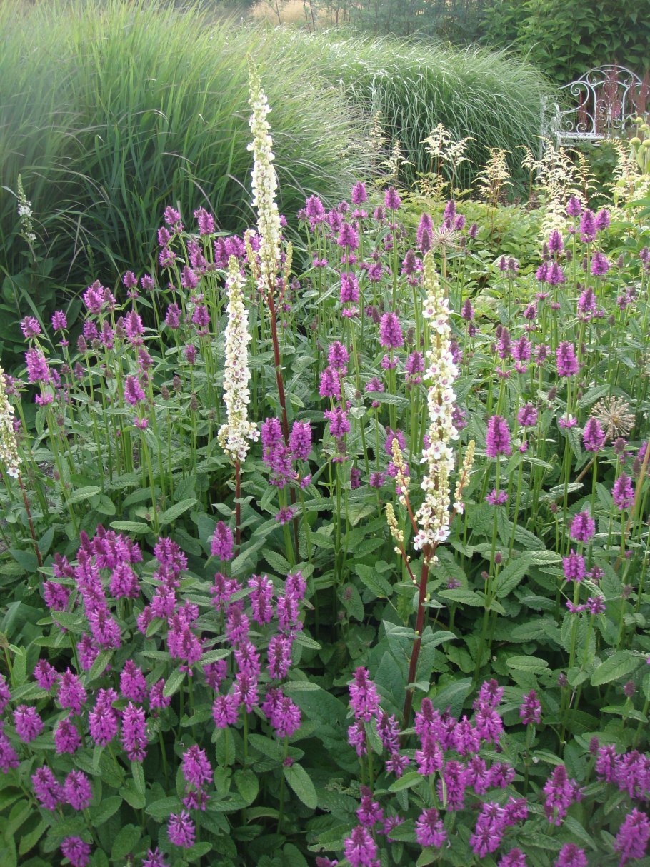 Стахис (чистец) монье  хуммело