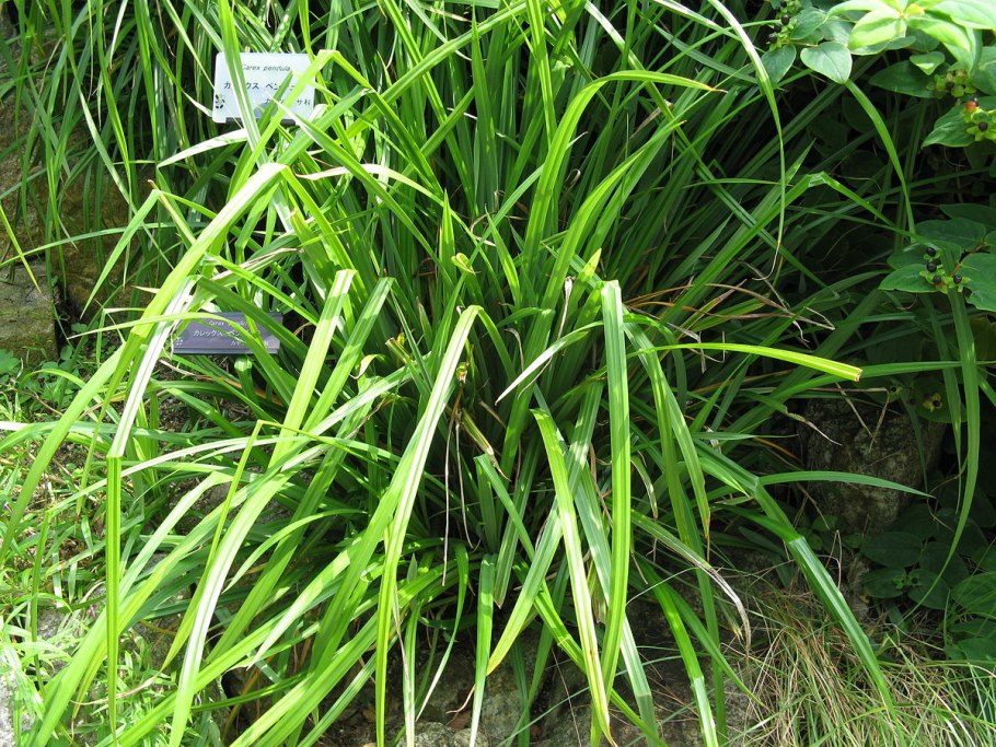Осока висячая (Carex pendula)