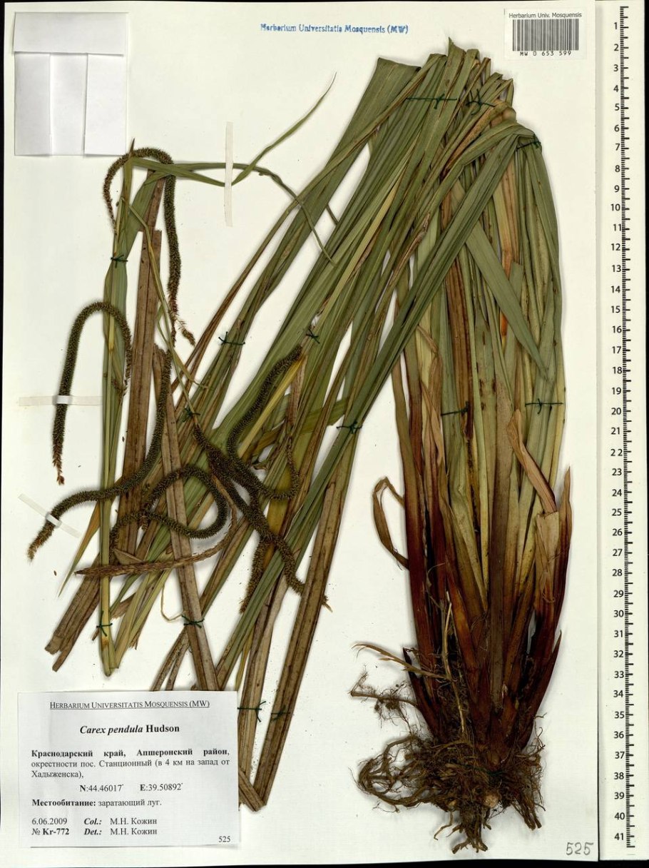 Меч-трава обыкновенная - cladium mariscus