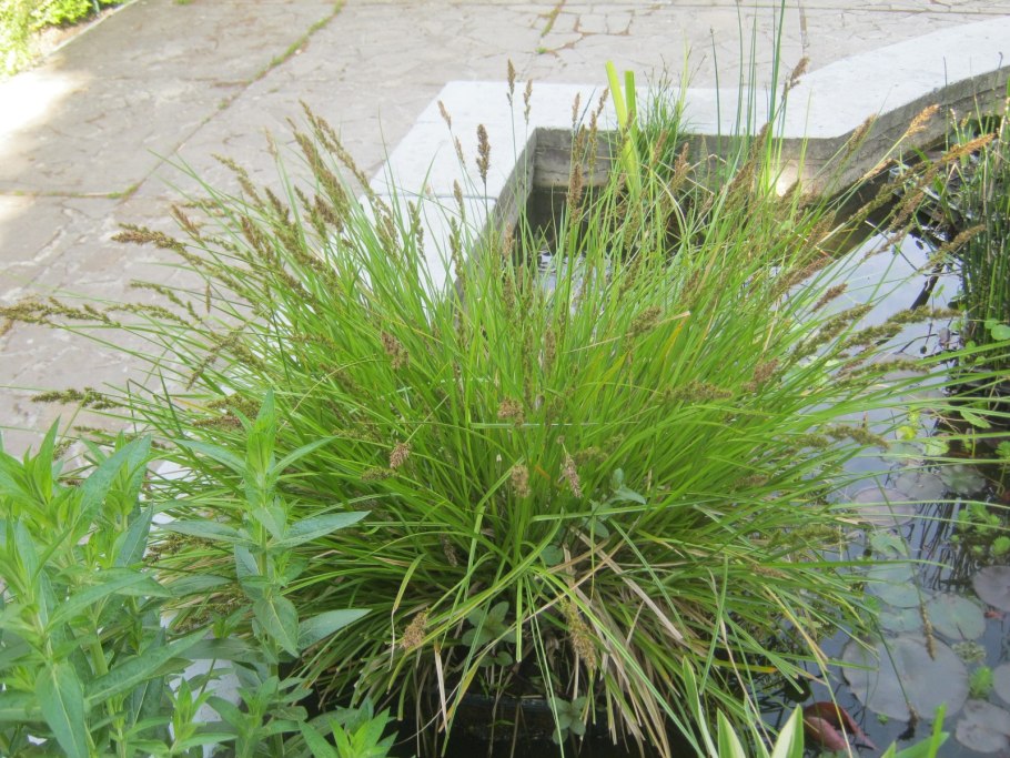 Осока метельчатая carex paniculata