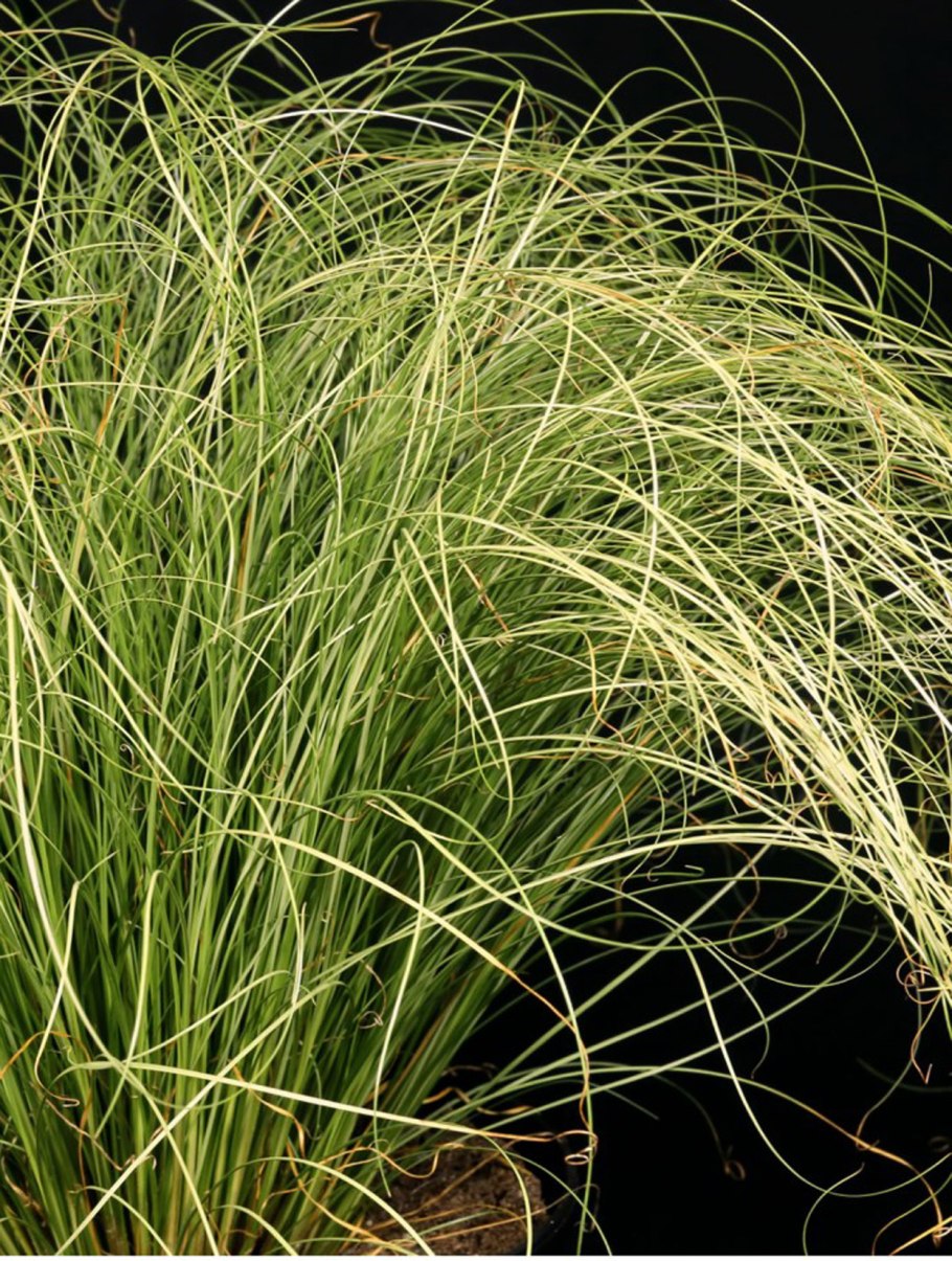 Carex brunnea