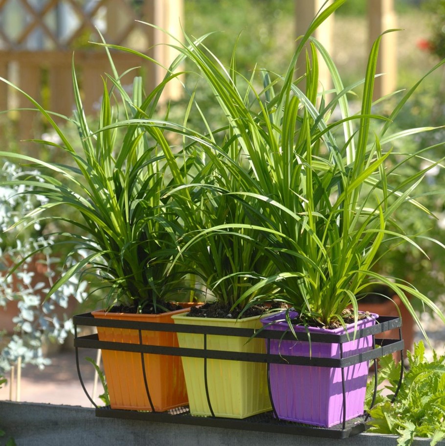 Осока ампельная Fresh look