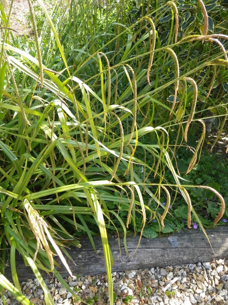 Carex pendula