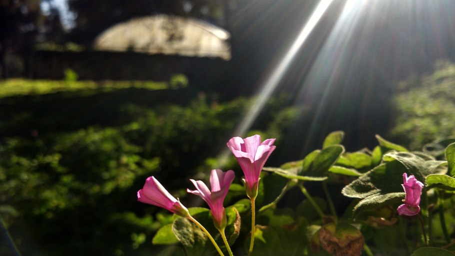 Луч света на цветок