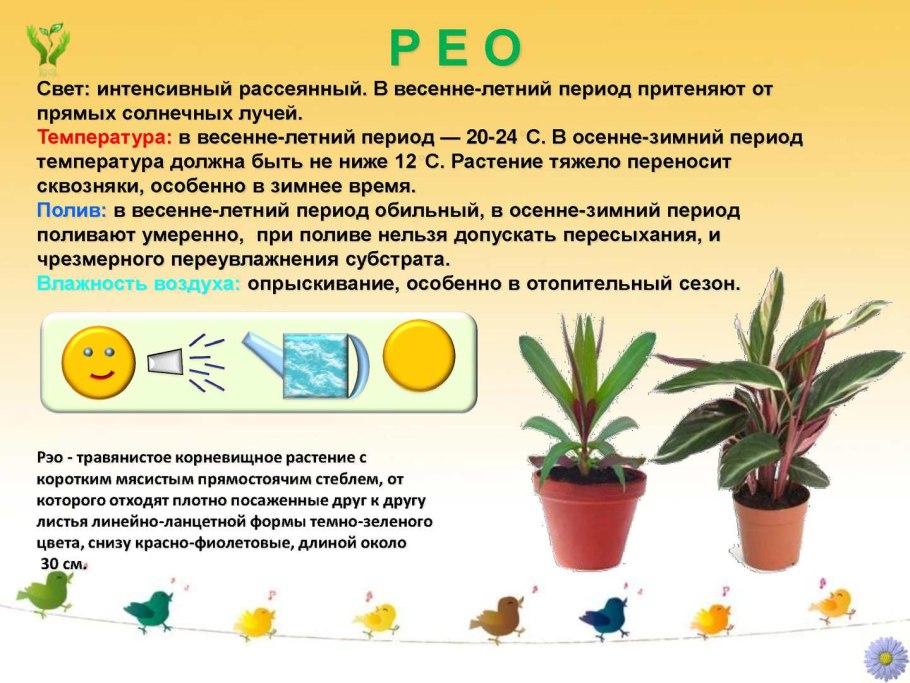 Паспорт комнатных растений рео