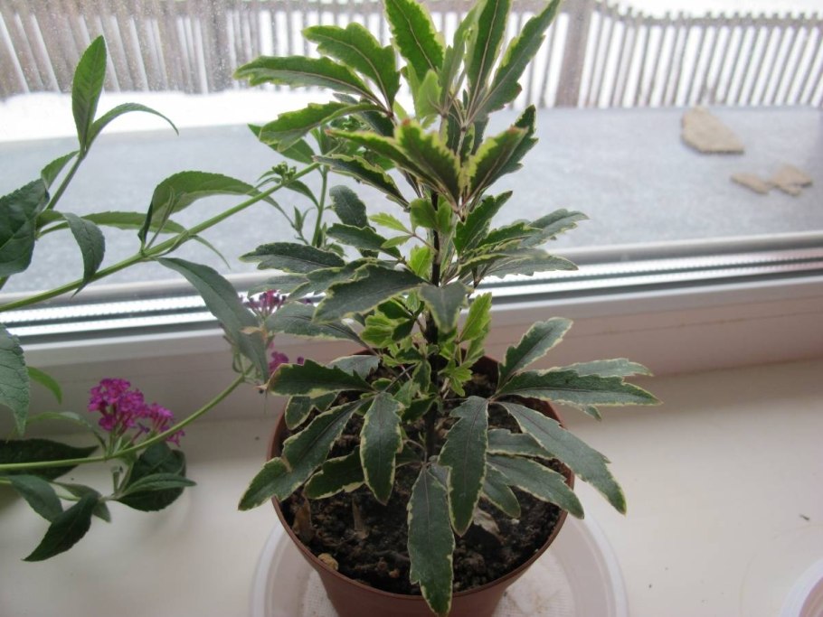 Дизиготека элегантиссима