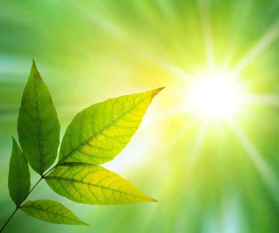 Зеленые листья