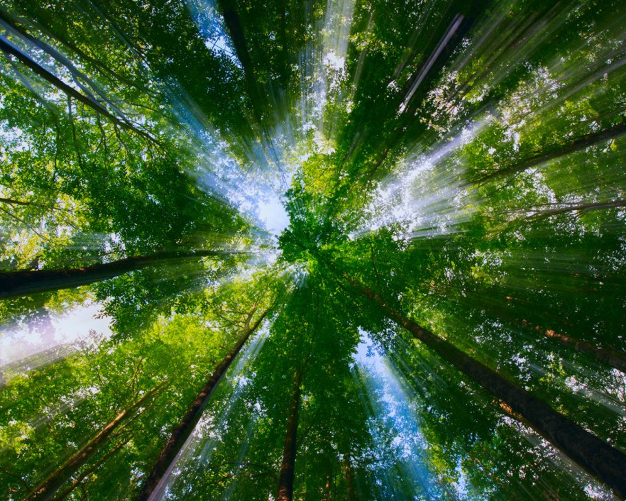 Крона дерева