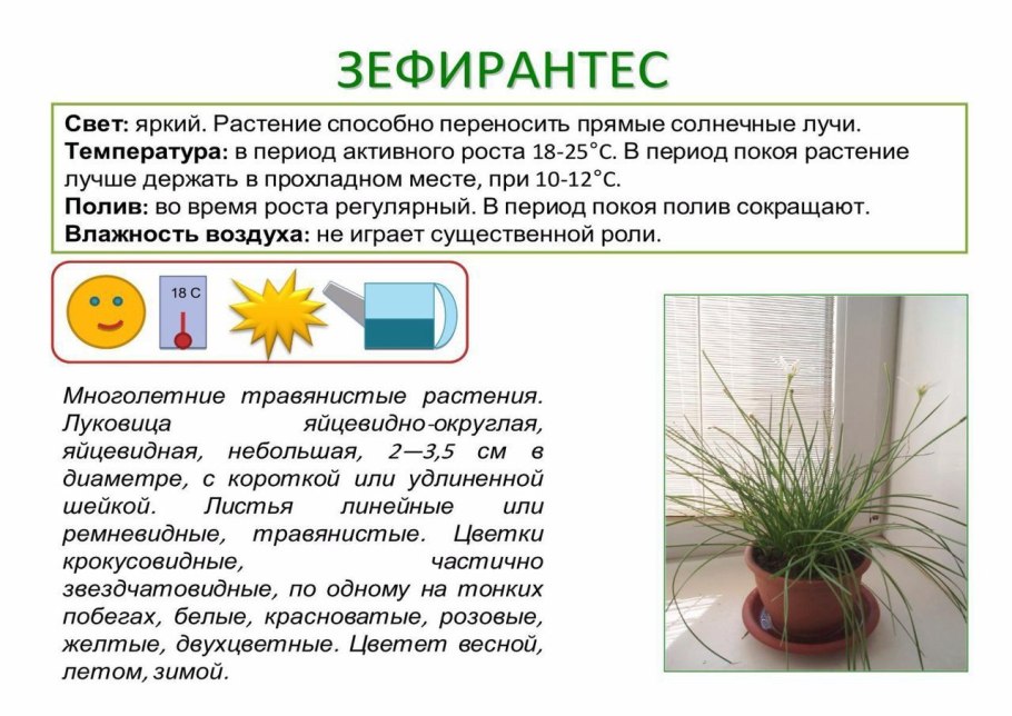 Паспорт комнатных растений зефирантес