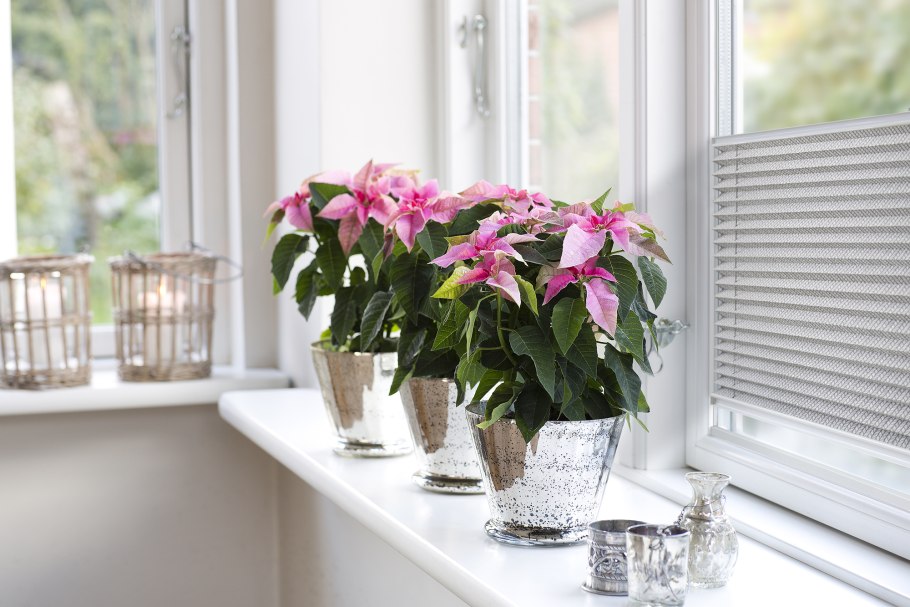 Пуансеттия рождественская звезда