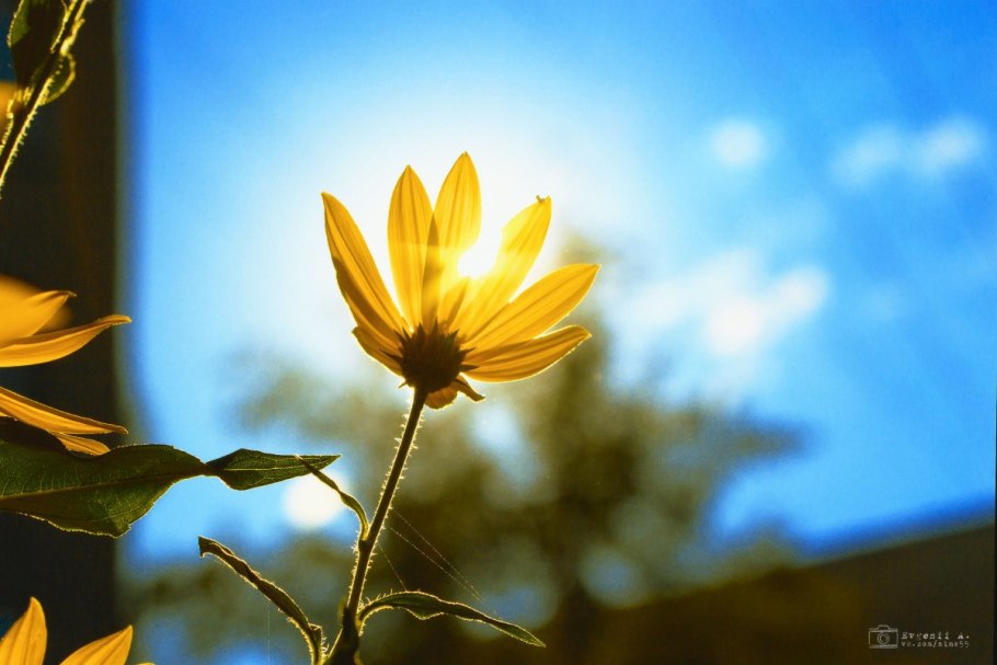 Цветы в лучах солнца