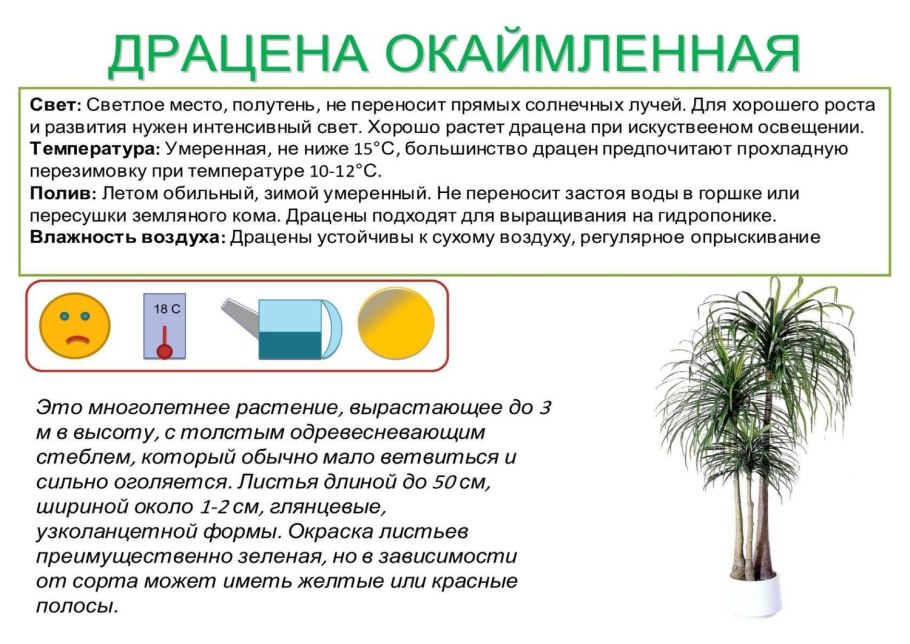 Паспорт комнатного растения драцена для детского сада