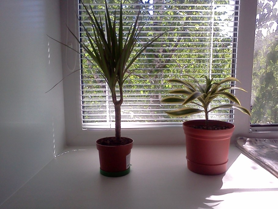 Драцена пальма