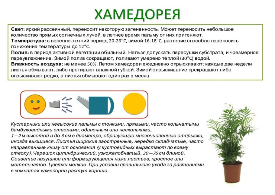 Комнатное растение хамедорея